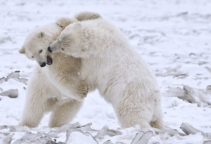 Species such as polar bears, badgers and wolverines share similar foot traits with humans.